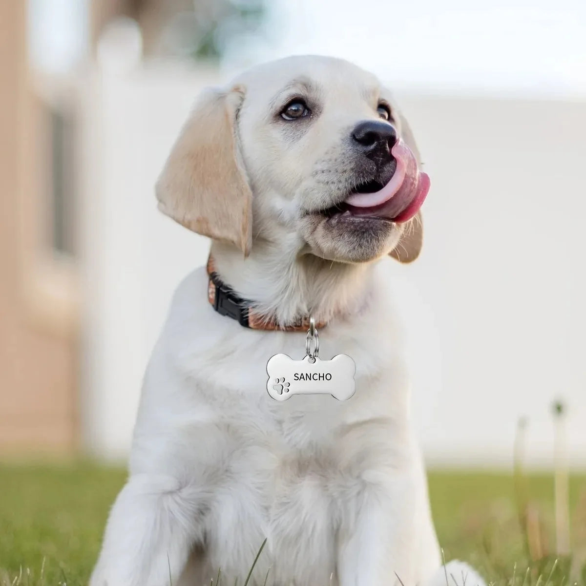 Homeward Tag — Personalised Pet ID Tag for Dogs & Cats